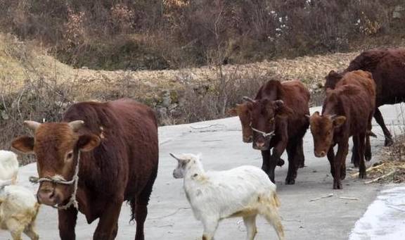 原创 ?寻访秦岭铁铜沟,羊群后跟个小姑娘,面带几分羞怯,看不出年龄9