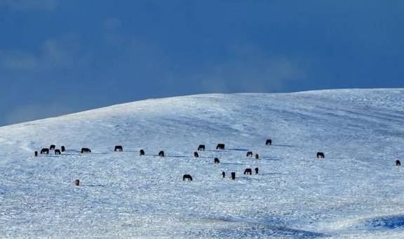 原创 比新疆多一分安逸,比大西北少一分嘈杂这里满足了我对冬天的想象5