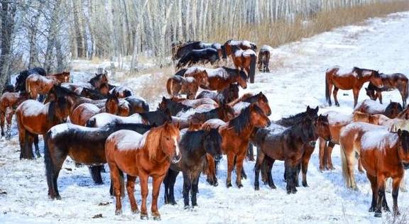 原创 比新疆多一分安逸,比大西北少一分嘈杂这里满足了我对冬天的想象23