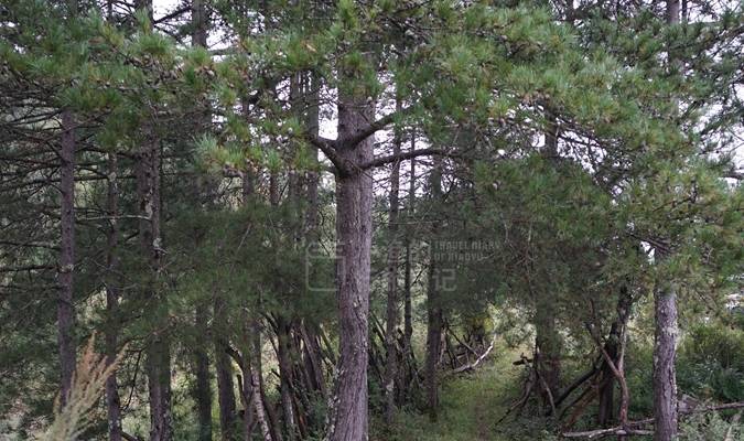 原创 陕南秦岭探秘：这样的深山老房子，冬暖夏凉极具智慧，却越来越少2