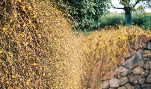 原创 她当然有皱纹,可是开怀大笑的时候,连皱纹也美极了17