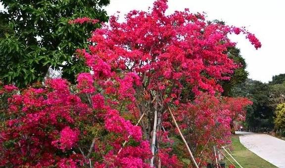 原创 广东中山元亨里村:秀美村庄 和谐宜居5