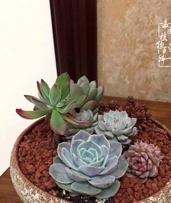 多肉于我而言,不仅仅是喜欢1