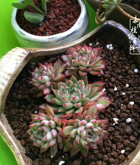 多肉于我而言,不仅仅是喜欢4