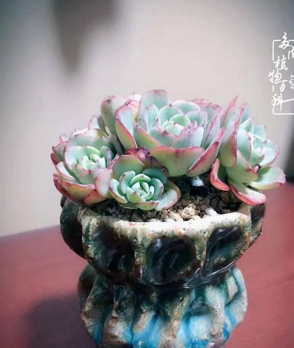 多肉于我而言,不仅仅是喜欢5