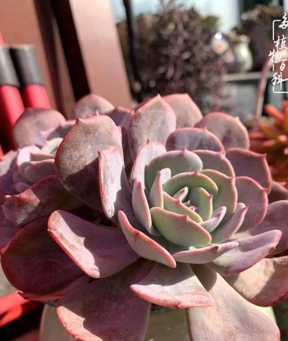 多肉于我而言,不仅仅是喜欢25