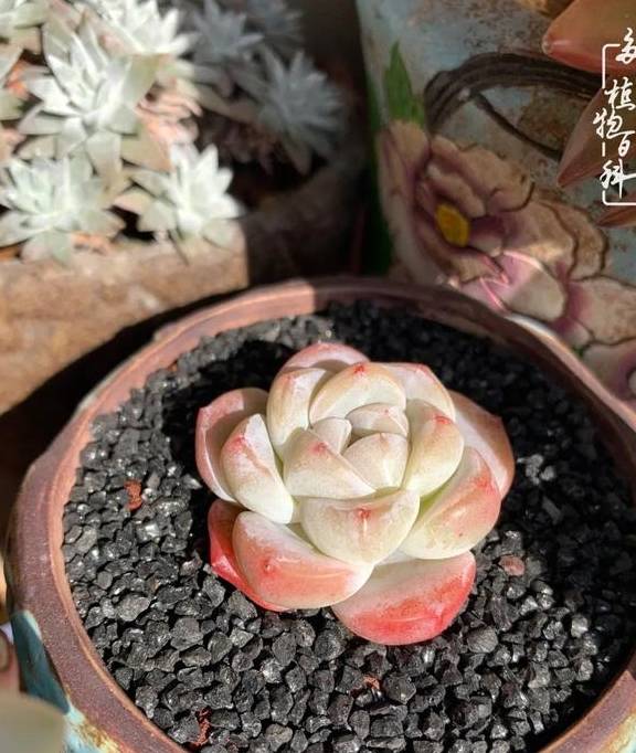 多肉于我而言,不仅仅是喜欢27