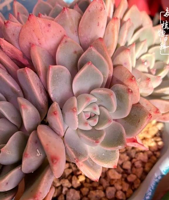 多肉于我而言,不仅仅是喜欢29