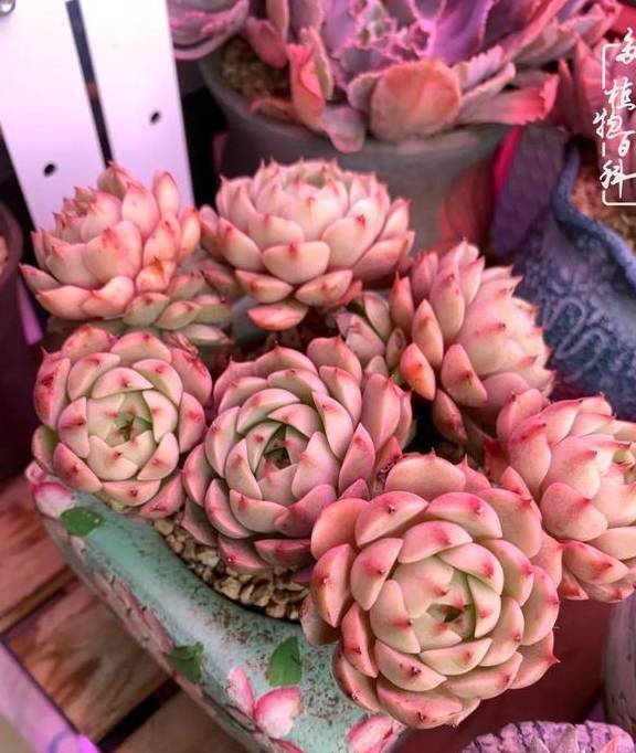 多肉于我而言,不仅仅是喜欢30