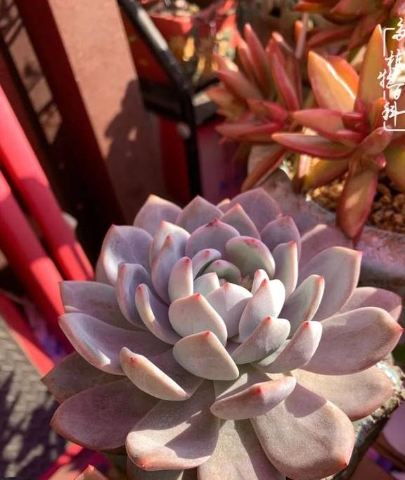 多肉于我而言,不仅仅是喜欢32