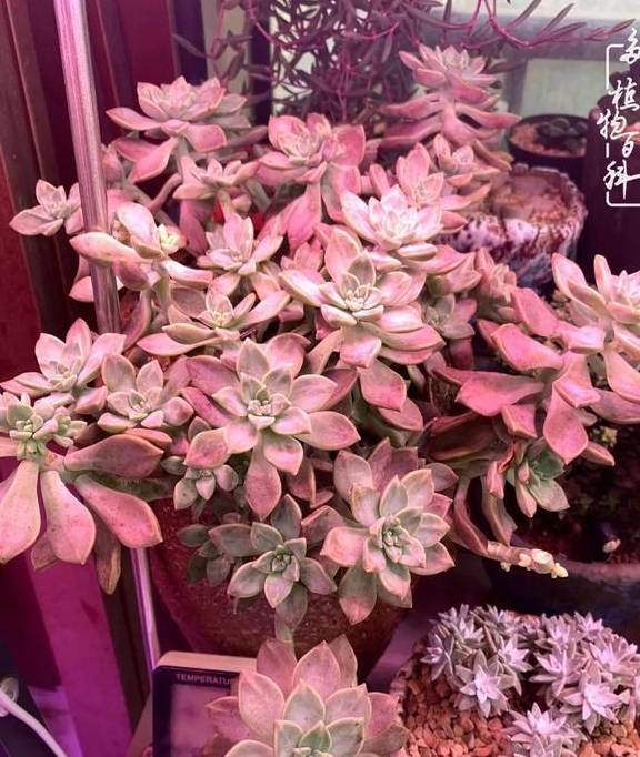 多肉于我而言,不仅仅是喜欢34