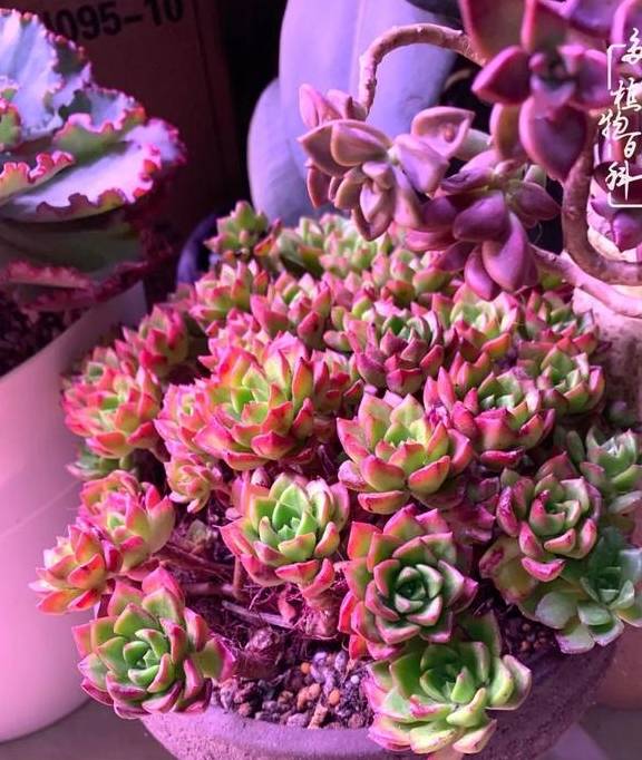 多肉于我而言,不仅仅是喜欢35