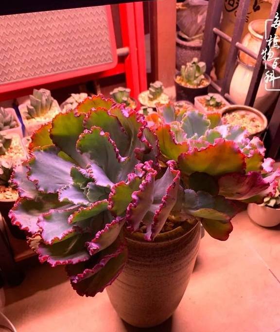 多肉于我而言,不仅仅是喜欢36