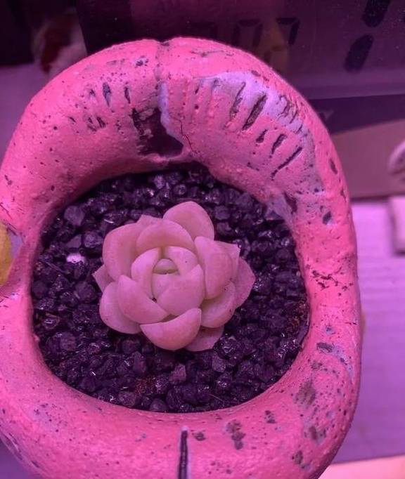 多肉于我而言,不仅仅是喜欢40