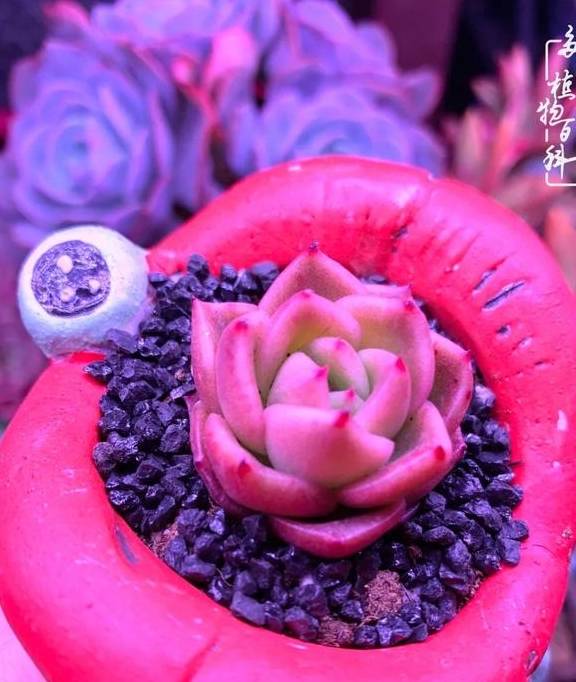 多肉于我而言,不仅仅是喜欢43