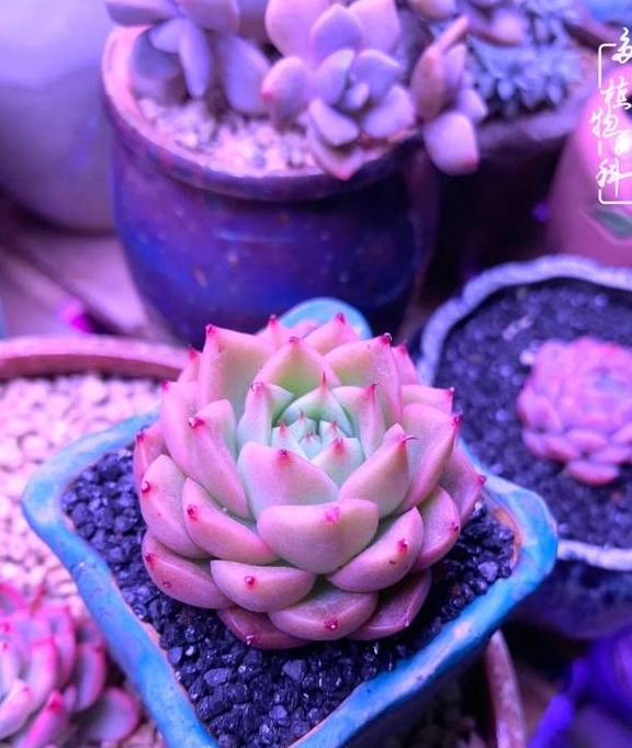 多肉于我而言,不仅仅是喜欢45