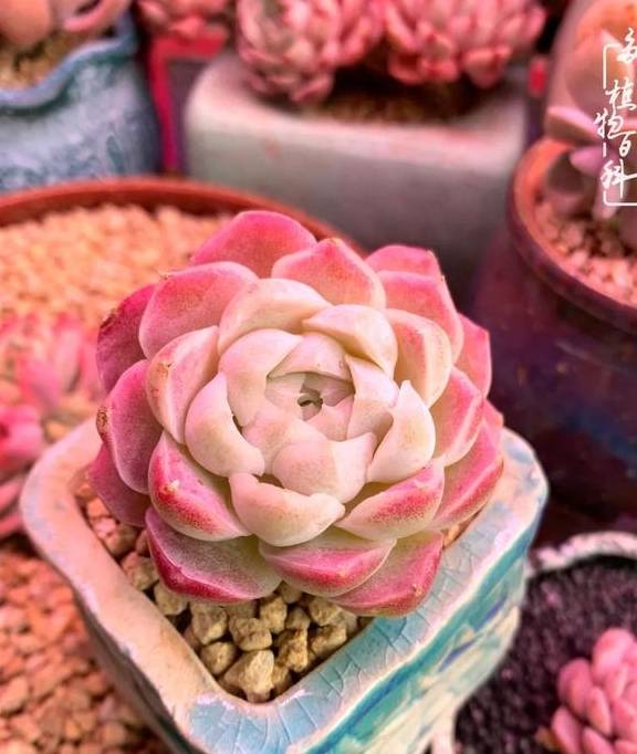 多肉于我而言,不仅仅是喜欢46