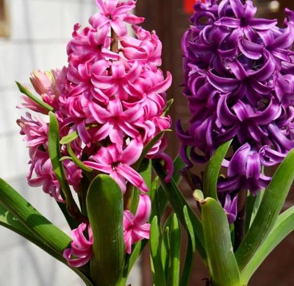 土培风信子，从上盆到养护，掌握好“技巧”，才能花开灿烂1