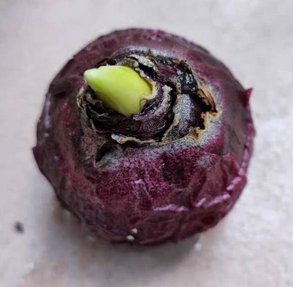 土培风信子，从上盆到养护，掌握好“技巧”，才能花开灿烂2