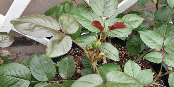 阳春三月,月季花两点养护别疏忽,这个春天“赏花忙”1