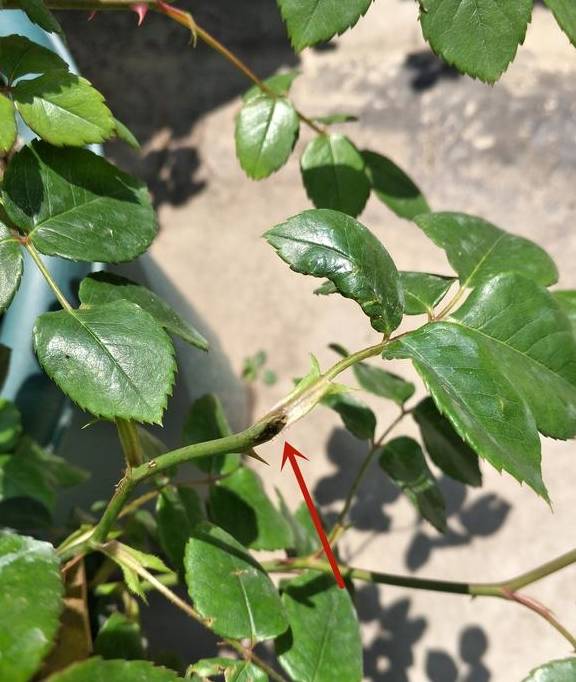 阳春三月,月季花两点养护别疏忽,这个春天“赏花忙”2