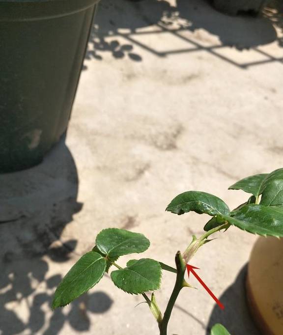 土培风信子，从上盆到养护，掌握好“技巧”，才能花开灿烂3