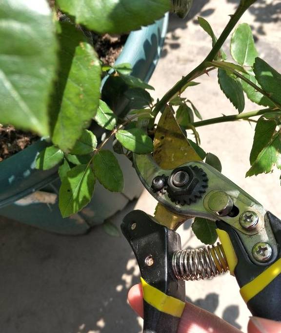 土培风信子，从上盆到养护，掌握好“技巧”，才能花开灿烂4