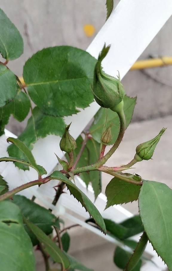 土培风信子，从上盆到养护，掌握好“技巧”，才能花开灿烂5