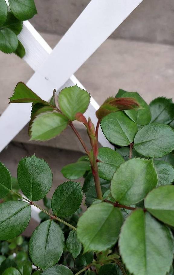 阳春三月,月季花两点养护别疏忽,这个春天“赏花忙”6