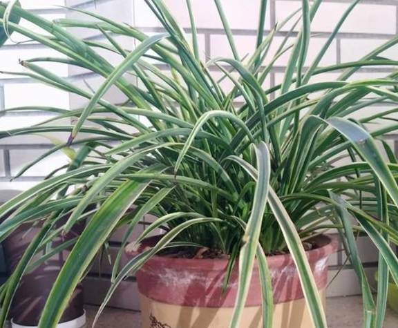 怎么养吊兰？记住四个小窍门，不黄叶不干尖，枝叶翠绿油亮1