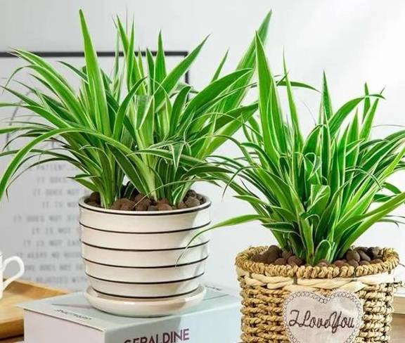 怎么养吊兰？记住四个小窍门，不黄叶不干尖，枝叶翠绿油亮2