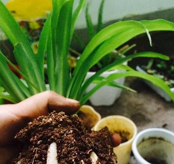 怎么养吊兰？记住四个小窍门，不黄叶不干尖，枝叶翠绿油亮3