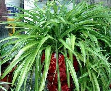 怎么养吊兰？记住四个小窍门，不黄叶不干尖，枝叶翠绿油亮4