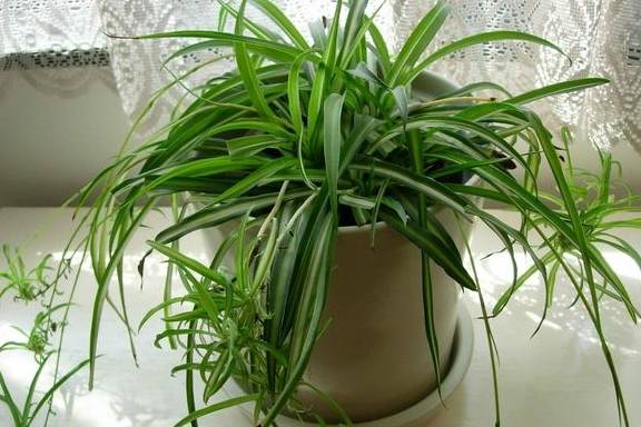 怎么养吊兰？记住四个小窍门，不黄叶不干尖，枝叶翠绿油亮5