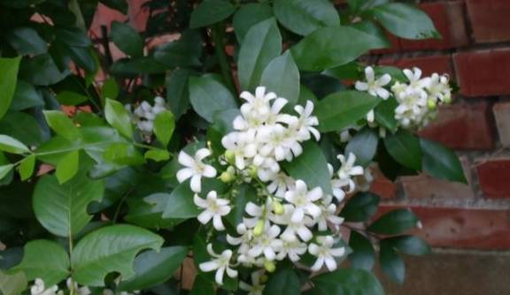 以“香”为名的8种花，喜欢养开花植物首选，香气都很特别2