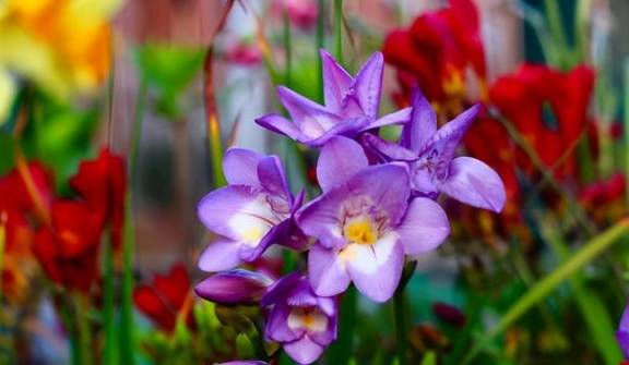 以“香”为名的8种花，喜欢养开花植物首选，香气都很特别3