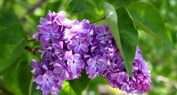 以“香”为名的8种花，喜欢养开花植物首选，香气都很特别4