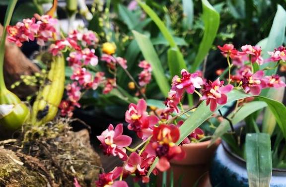 以“香”为名的8种花，喜欢养开花植物首选，香气都很特别5