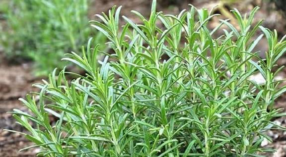 以“香”为名的8种花，喜欢养开花植物首选，香气都很特别6