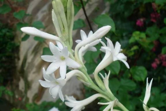 以“香”为名的8种花，喜欢养开花植物首选，香气都很特别7