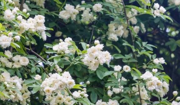 以“香”为名的8种花，喜欢养开花植物首选，香气都很特别8