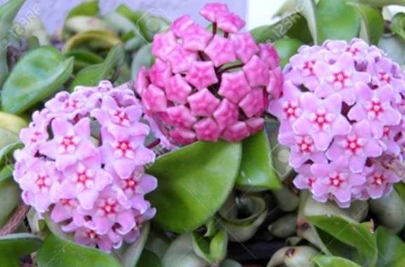 家里有阳台可以种这5种盆栽蔬菜,成熟快结果多,一两个月就能吃1