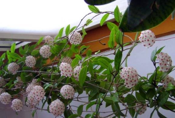 家里有阳台可以种这5种盆栽蔬菜,成熟快结果多,一两个月就能吃2