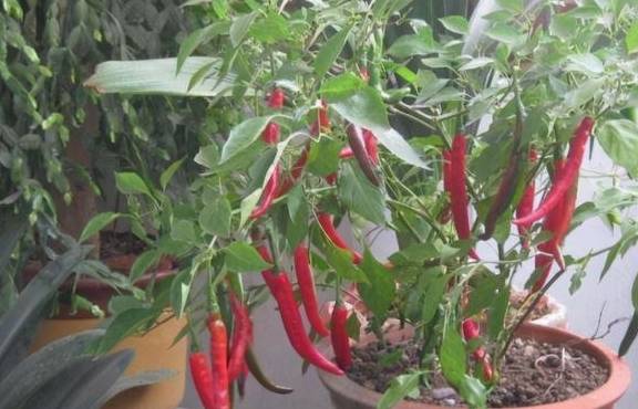 家里有阳台可以种这5种盆栽蔬菜,成熟快结果多,一两个月就能吃3