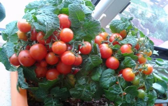 家里有阳台可以种这5种盆栽蔬菜,成熟快结果多,一两个月就能吃4