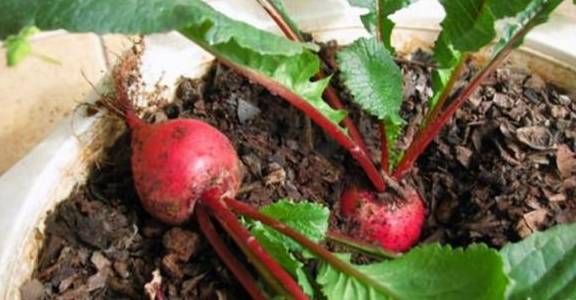 家里有阳台可以种这5种盆栽蔬菜,成熟快结果多,一两个月就能吃5