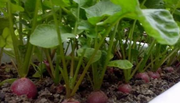 家里有阳台可以种这5种盆栽蔬菜,成熟快结果多,一两个月就能吃6