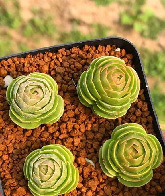 多肉植物青锁龙属,简介花椿、方塔、若歌诗、筒叶花月,看一看1