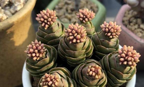 多肉植物青锁龙属,简介花椿、方塔、若歌诗、筒叶花月,看一看2