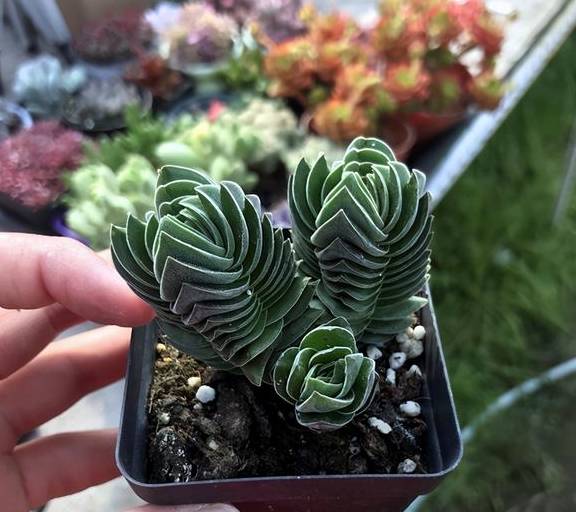 多肉植物青锁龙属,简介花椿、方塔、若歌诗、筒叶花月,看一看3